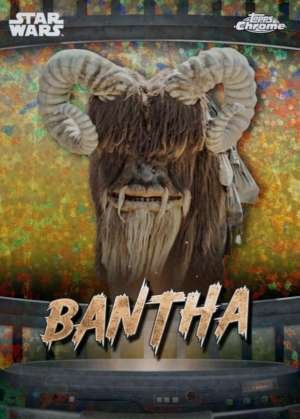 Bantha - Tatooine
