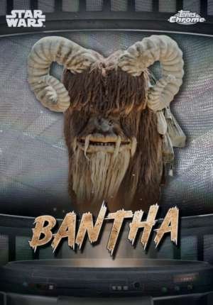 Bantha - Tatooine