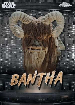 Bantha - Tatooine