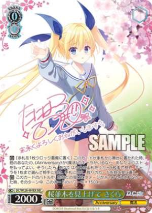 Looking up at the row of cherry trees Sakura